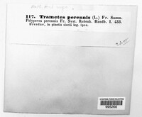 Coltricia perennis image